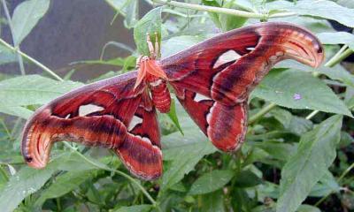 attacus atlas