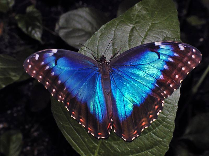 Morpho Morpho