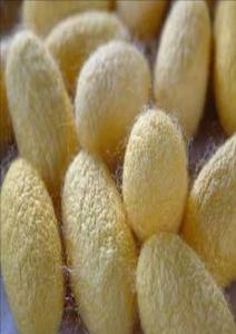 silk6 silk6